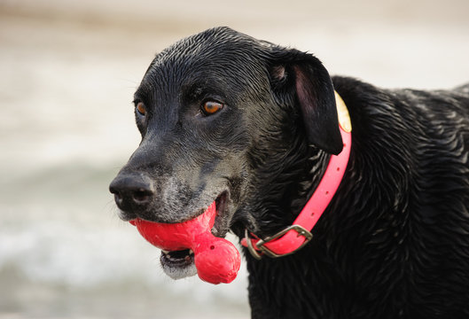 Black Labrador Retriever dog outdoor portrait holding red toy