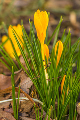 Fototapeta premium Crocus, plural crocuses or croci is a genus of flowering plants in the iris family. A single crocus, a bunch of crocuses, a meadow full of crocuses, close-up crocus