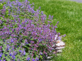 Obraz premium Nepeta faassenii (catmint, Faassen's catnip) in full bloom 