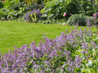 Nepeta faassenii (catmint, Faassen's catnip) in full bloom 