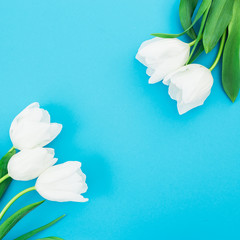 Floral frame background with white tulips on blue pastel background. Flat lay, top view. Woman day background.