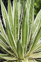 Obraz premium Queen of White Thread-leaf agave (Agave schidigera Shira ito no Ohi). Called Queen of White Thread Century plant and Vaiegated Thread-leaf agave also