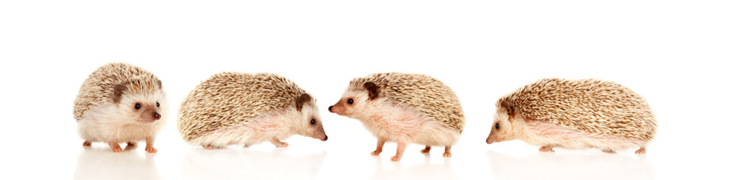 Nice pets. Brown hedgehogs