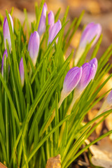 Crocus, plural crocuses or croci is a genus of flowering plants in the iris family. A single crocus, a bunch of crocuses, a meadow full of crocuses, close-up crocus