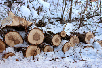 Sawn trees with branches close-up in the snow in the forest