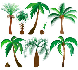 Naklejka premium Set of palm trees isolated on white background. Beautiful vector palm trees illustration.