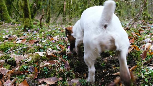 A small dog jack russell terrier actively digs the ground in the forest, 4k.