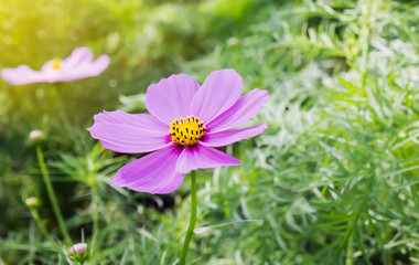Lovely single pink flower cosmos in field in warm sunlight