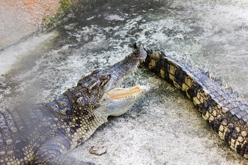 Single big aligator on the floor