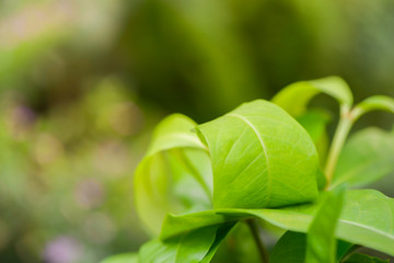 Close up with soft focus of green leave as nature background