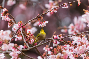 The Japanese White-eye and cherry blossoms(Japanese name is Kanzakura). Located in Tokyo Prefecture Japan.is