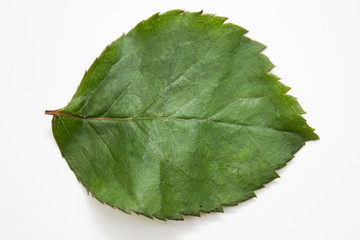 Fototapeta premium Creative layout made of green leaves. Flat lay.