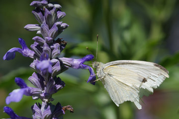 Close-up of Cabbage White Butterfly (Pieris Rapae) on purple salvia flower.