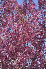 First Lady flowering cherry (Prunus x incam First Lady). Hybrid between Prunus x incam Okame and Prunus campanulata