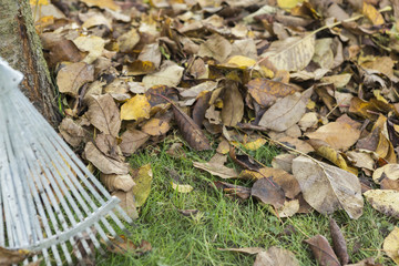 autumn foliage with a rake