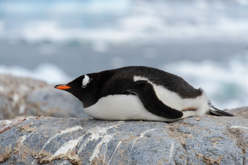 Fototapeta premium Gentoo penguin laying on stone