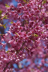 First Lady flowering cherry (Prunus x incam First Lady). Hybrid between Prunus x incam Okame and Prunus campanulata