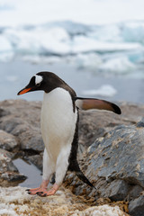 Fototapeta na wymiar Gentoo penguin flying