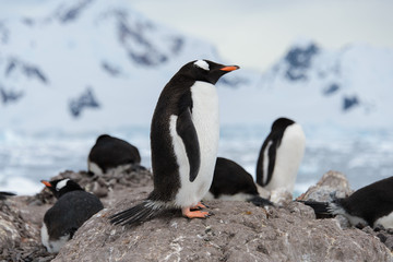 Fototapeta na wymiar Gentoo penguins on stone
