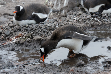 Fototapeta premium Gentoo penguin going in mud