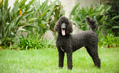 Black Standard Poodle standing in yard with green grass and tropical landscaping