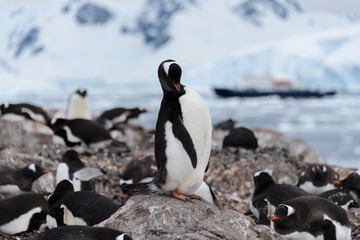 Fototapeta premium Gentoo penguin scratching