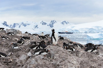 Gentoo penguins on stone