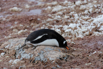 Gentoo penguin laying on stone