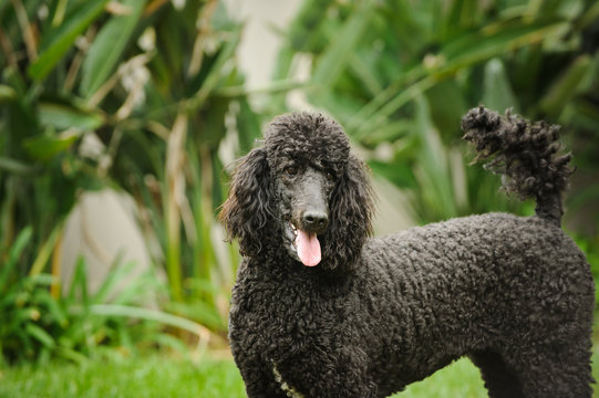 Black Standard Poodle standing in green yard