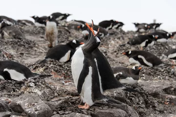 Poster Gentoo penguins on stone © Alexey Seafarer