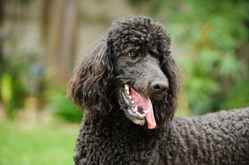 Standard Poodle dog outdoor portrait in backyard