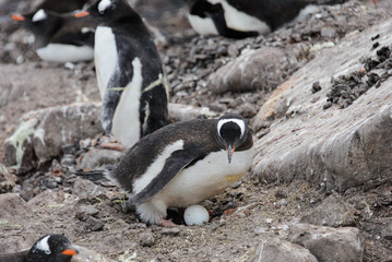 Fototapeta premium Gentoo penguin with egg in nest