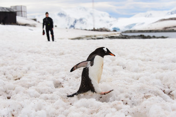 Obraz premium Chilean Antarctic research station