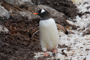 Gentoo penguin going in mud