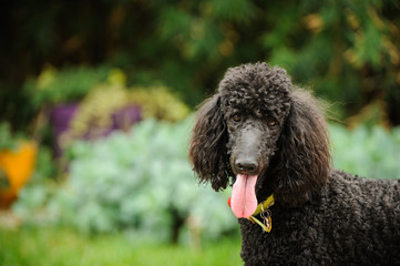 Black Standard Poodle dog outdoor portrait