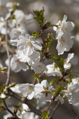Snow Goose Japanese flowering cherry (Prunus serrulata Snow Goose)