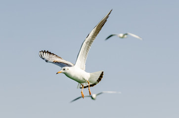 Flying seagull