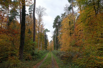 Waldweg