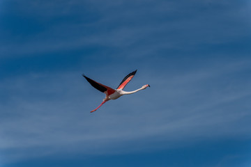 Flamands roses