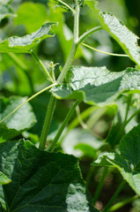 Small and cultivated green cucumbers with yellow flowers grow