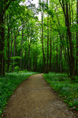 Walking path in forest