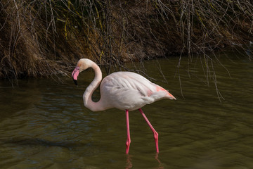 Flamant rose