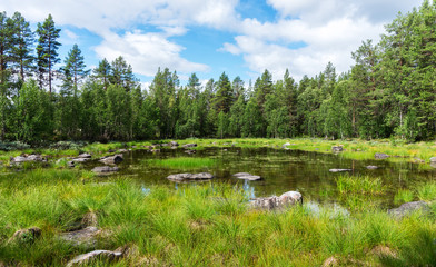 Green spruce over a blue lake, Sweden