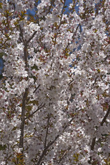 Fudan Sakura japanese cherry (Prunus serrulata Fudan Sakura)