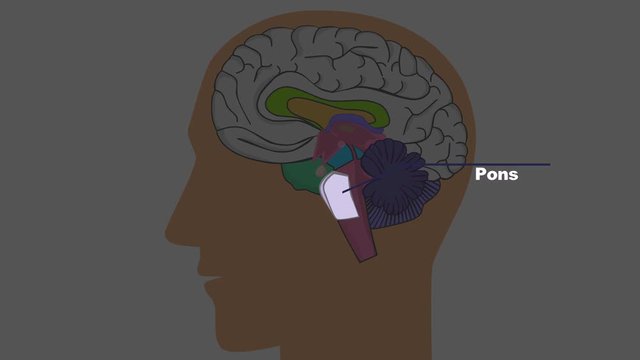head of a man with a brain in a cut on white background. animation. footage