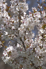 Fudan Sakura japanese cherry (Prunus serrulata Fudan Sakura)