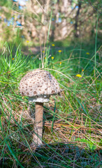 Single Parasol mushroom (Macrolepiota procera)