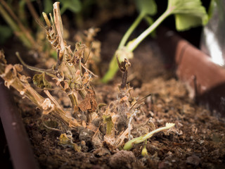 Botrytis blight of Geranium in a flower box