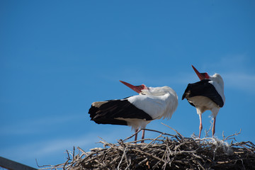 Cigogne