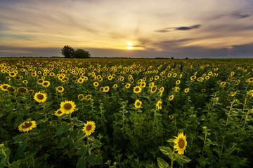 Vibrant sunflower field panorama in beautiful light